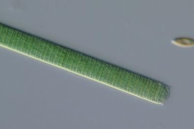 Observation de cyanobactéries - Oscillatoria - 47s